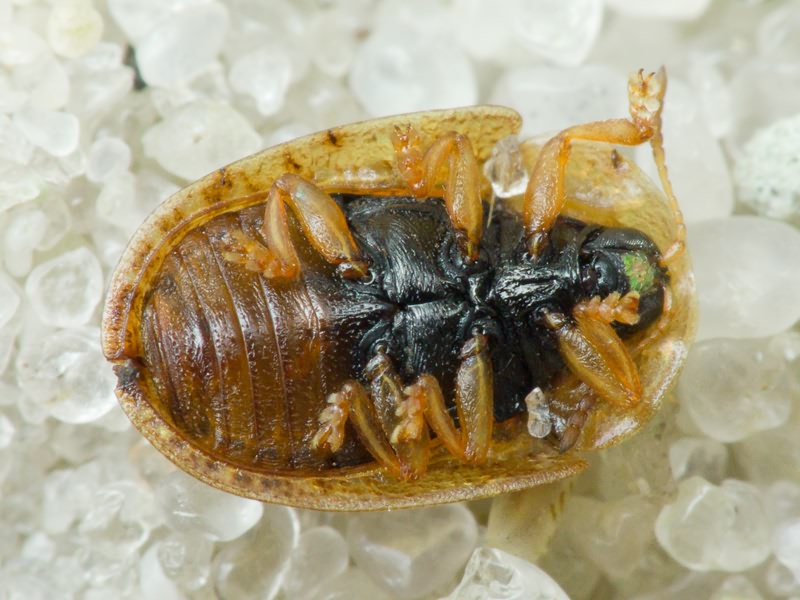 Hypocassida cornea (Marseul, 1868)